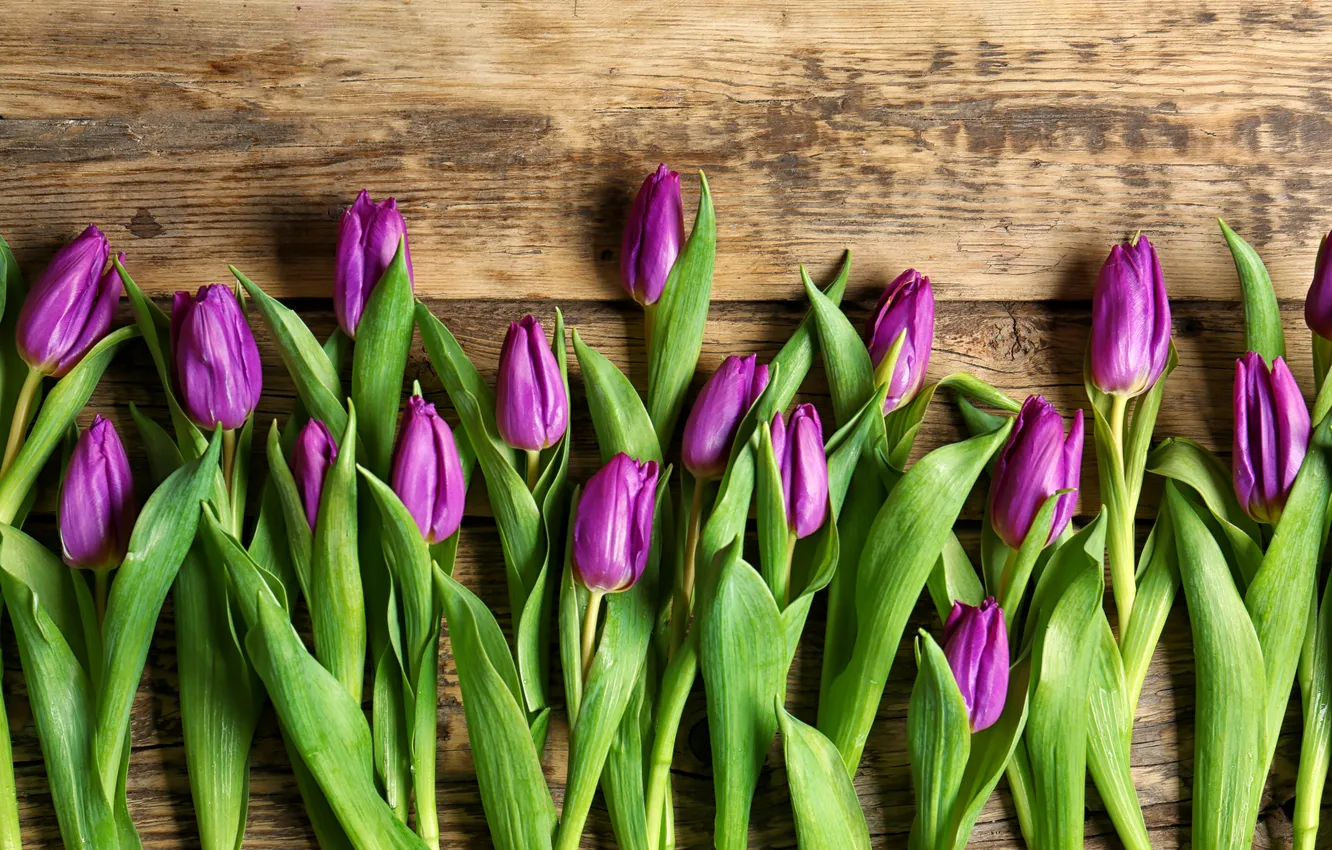 Photo wallpaper flowers, bouquet, tulips, wood, flowers, tulips, spring, purple