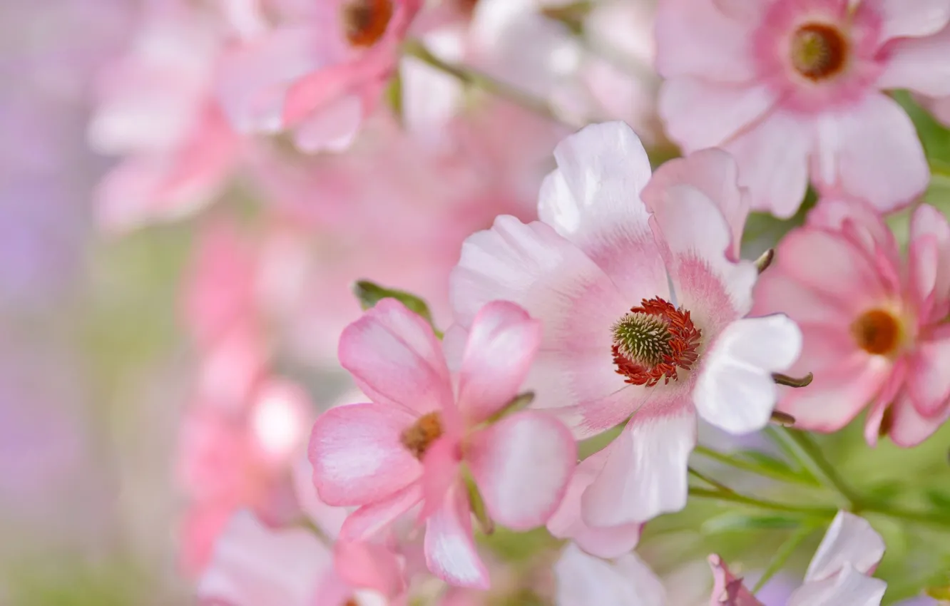 Photo wallpaper flowers, tenderness, pink, rosove flowers