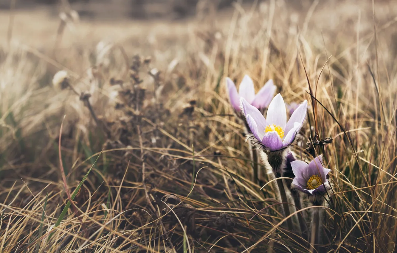 Photo wallpaper flowers, nature, spring, cross