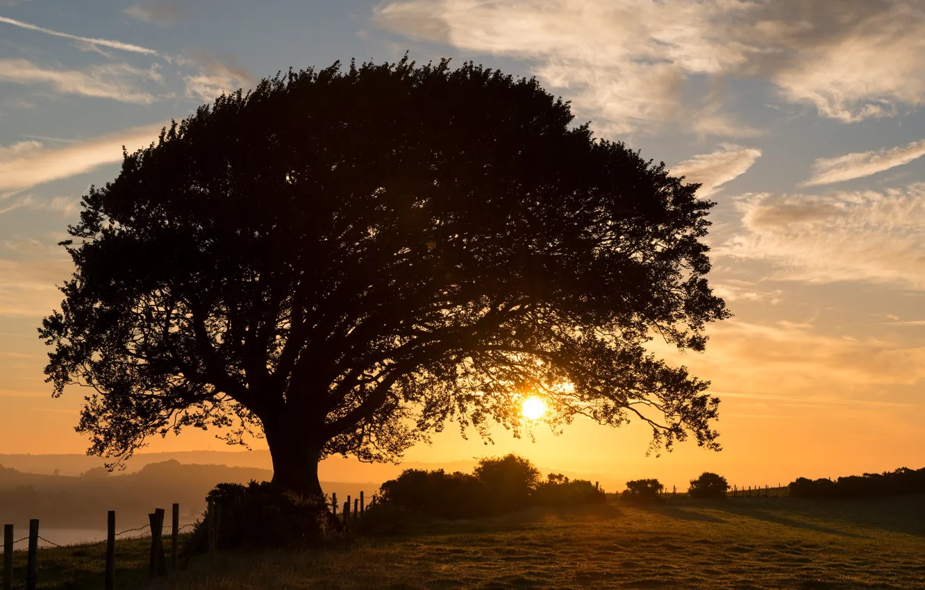 Photo wallpaper Tree, Sunrise, Silhouette, Shine