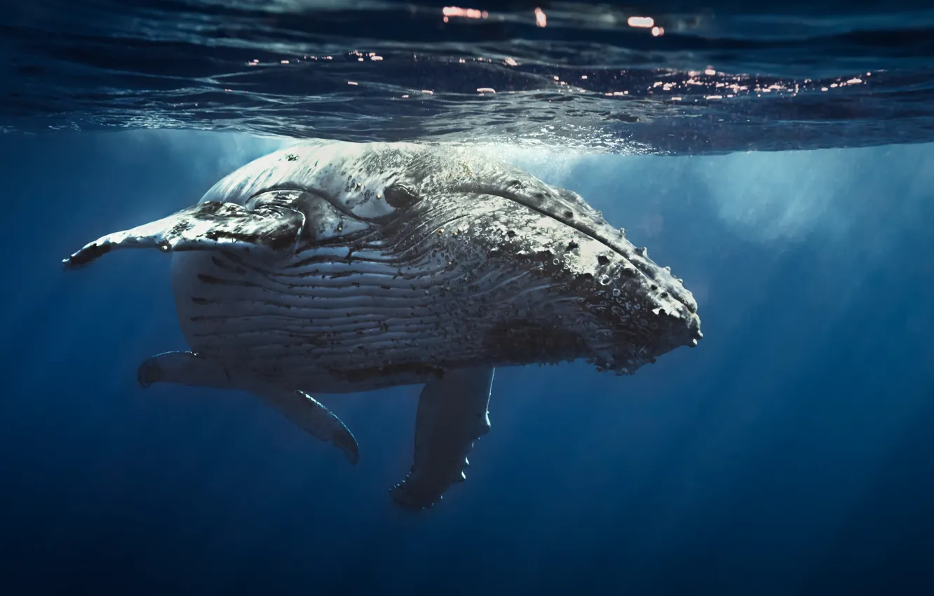 Photo wallpaper bubbles, ocean, water, whale