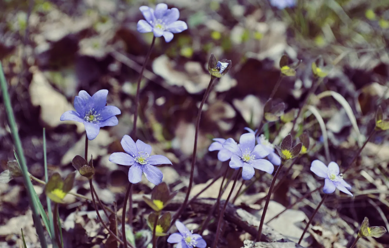 Photo wallpaper flowers, earth, petals, blue