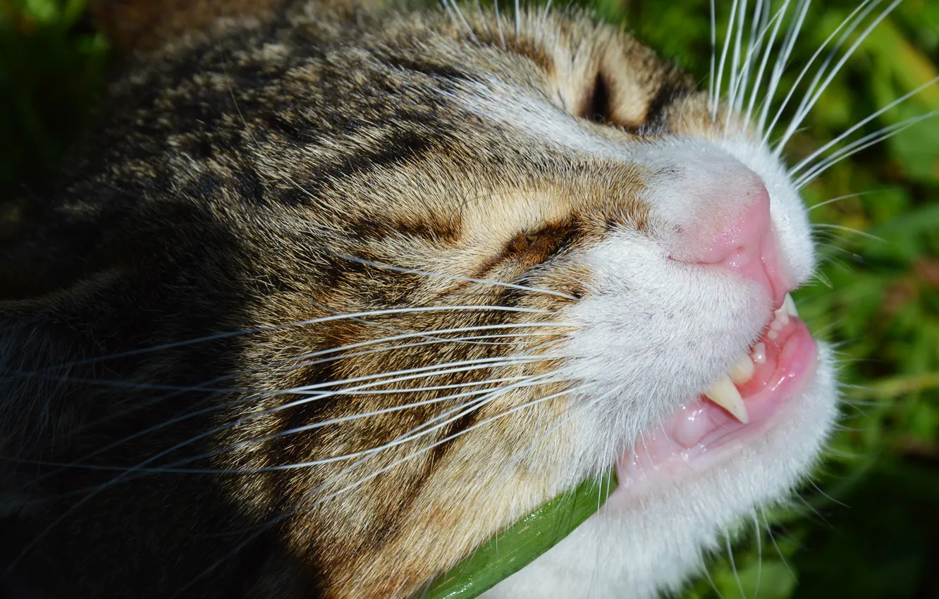 Photo wallpaper cat, Koshak, weed, vitamins, Tomcat