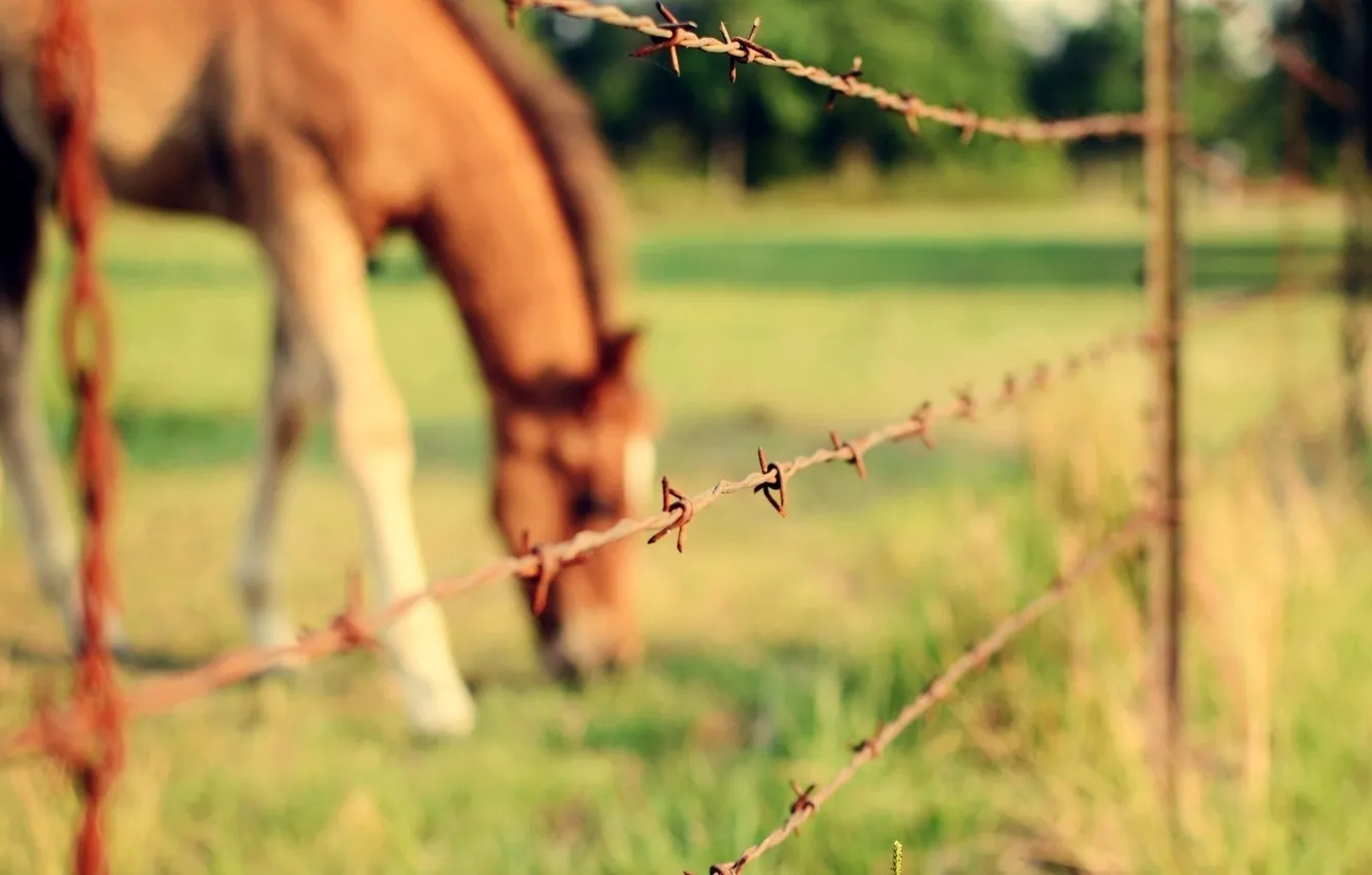 Photo wallpaper horse, the fence, wire