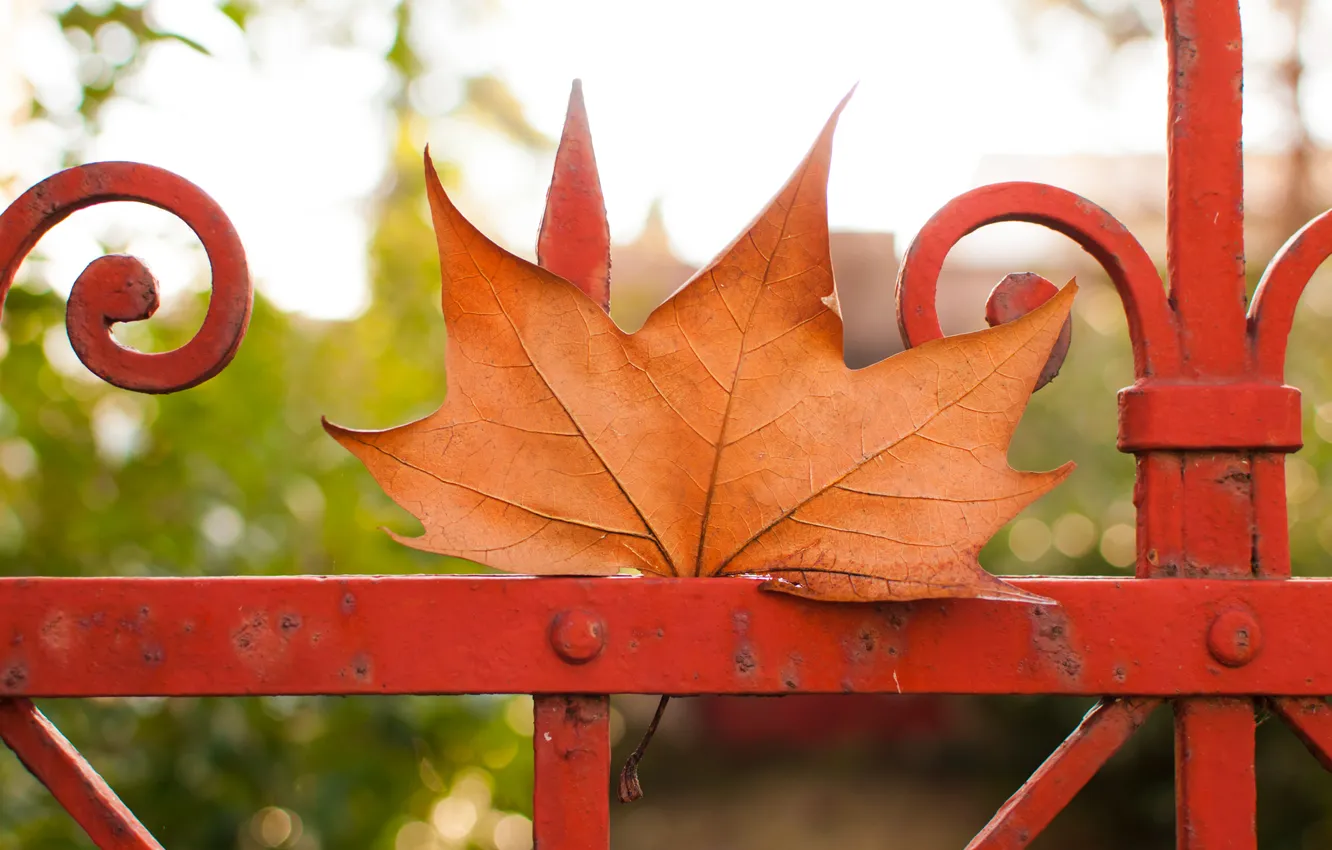 Photo wallpaper autumn, sheet, fence, maple