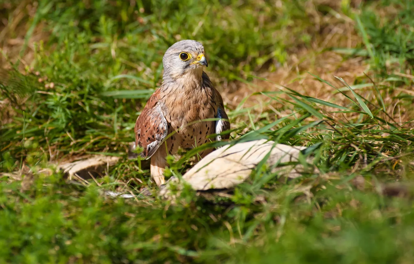 Photo wallpaper grass, bird, hawk