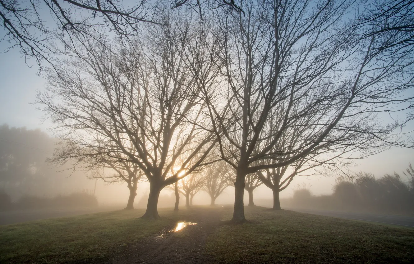 Photo wallpaper trees, landscape, fog, morning