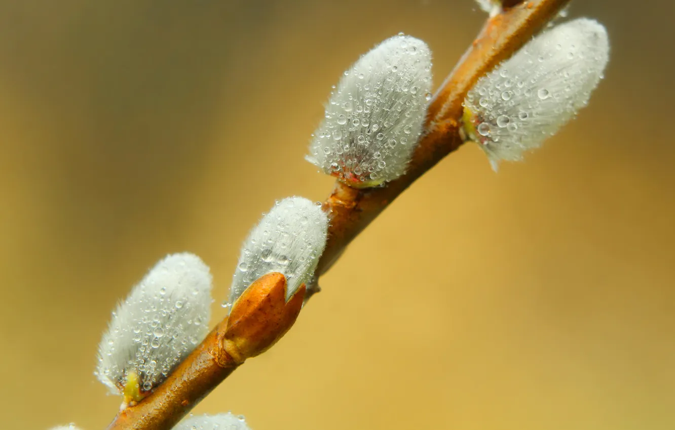 Photo wallpaper spring, twig, base kitten