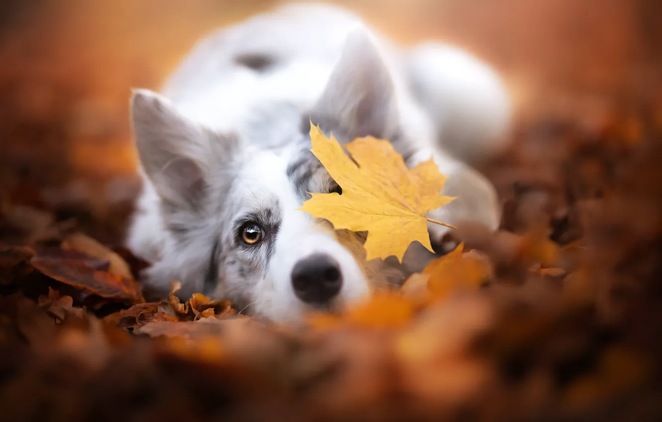 Photo wallpaper autumn, face, dog, leaf, bokeh, fallen leaves, The border collie