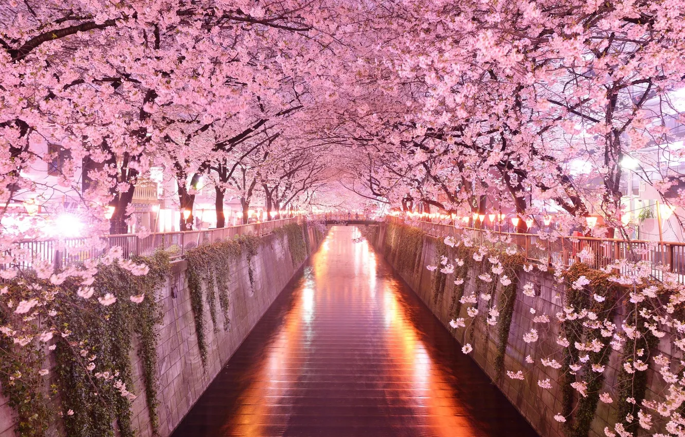 Photo wallpaper trees, landscape, nature, city, the city, river, Japan, Sakura
