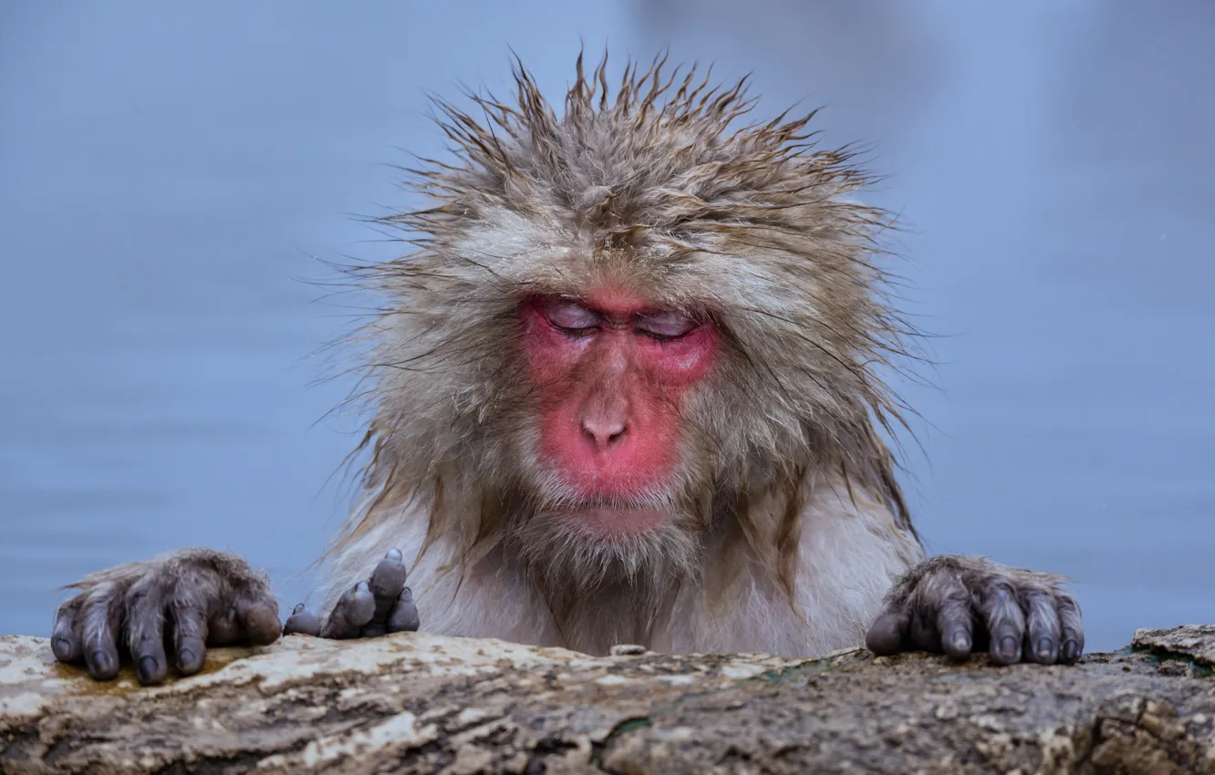 Photo wallpaper face, stones, bathing, monkey, pond, closed eyes, monkey, Japanese macaques