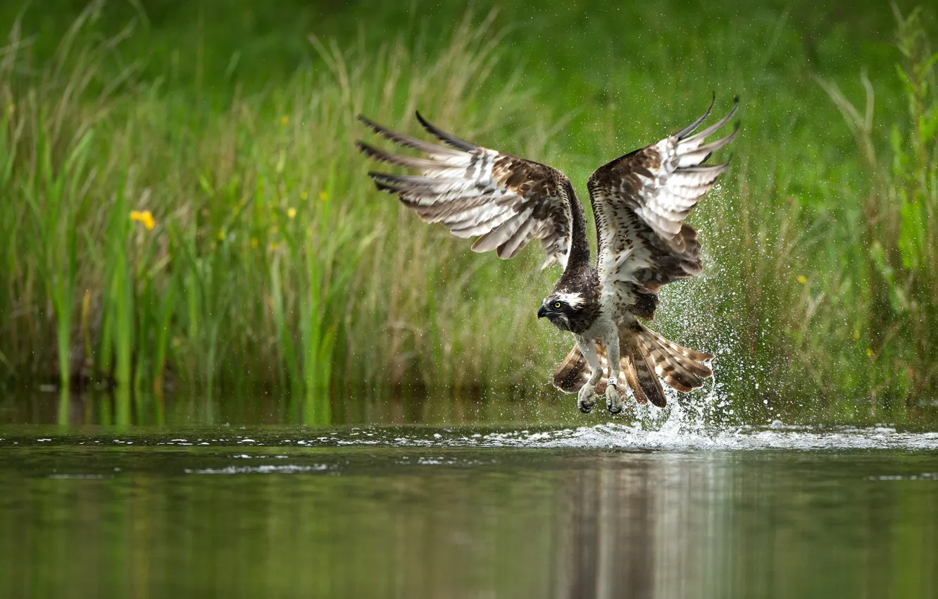Photo wallpaper grass, squirt, bird, shore, wings, feathers, the rise, pond