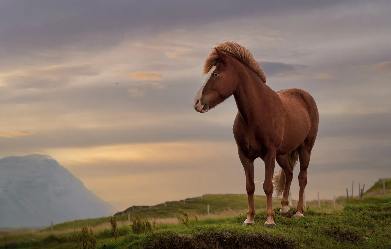 Photo wallpaper field, the sky, grass, look, clouds, mountains, horse, horse