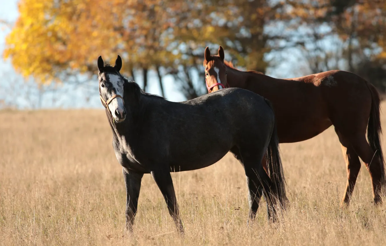 Photo wallpaper field, autumn, grass, light, trees, grey, horse, foliage