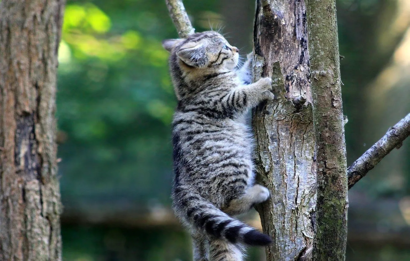 Photo wallpaper cat, trees, kitty, striped, cutie, climbs
