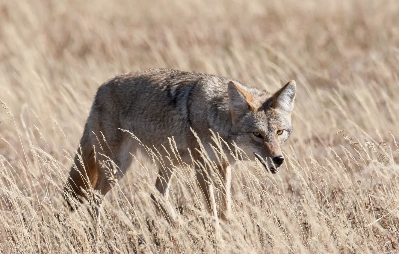 Photo wallpaper grass, look, coyote