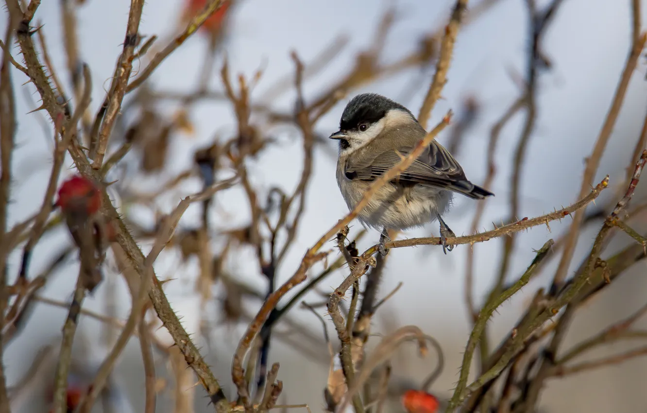 Photo wallpaper the bushes, look, tit, tit, bird, winter, chubby