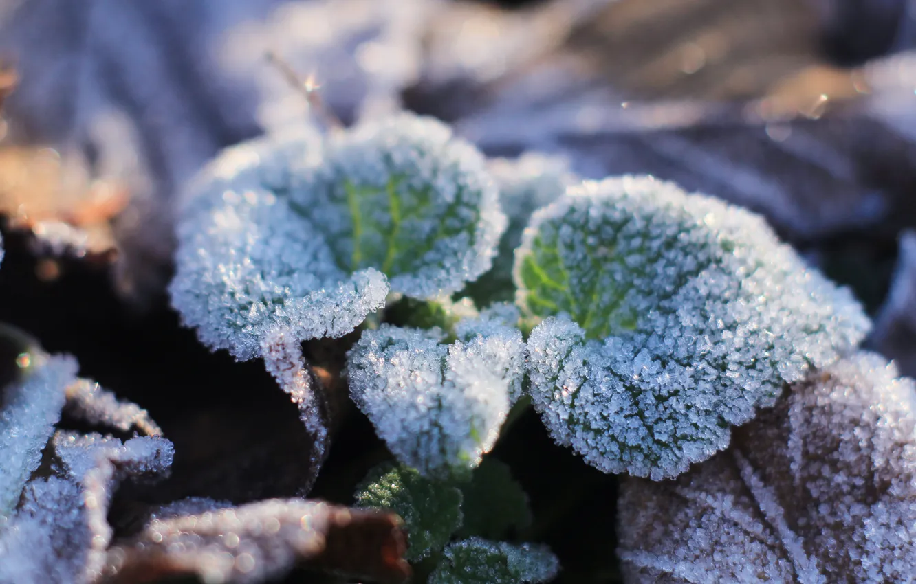 Photo wallpaper leaf, cold, hoarfrost