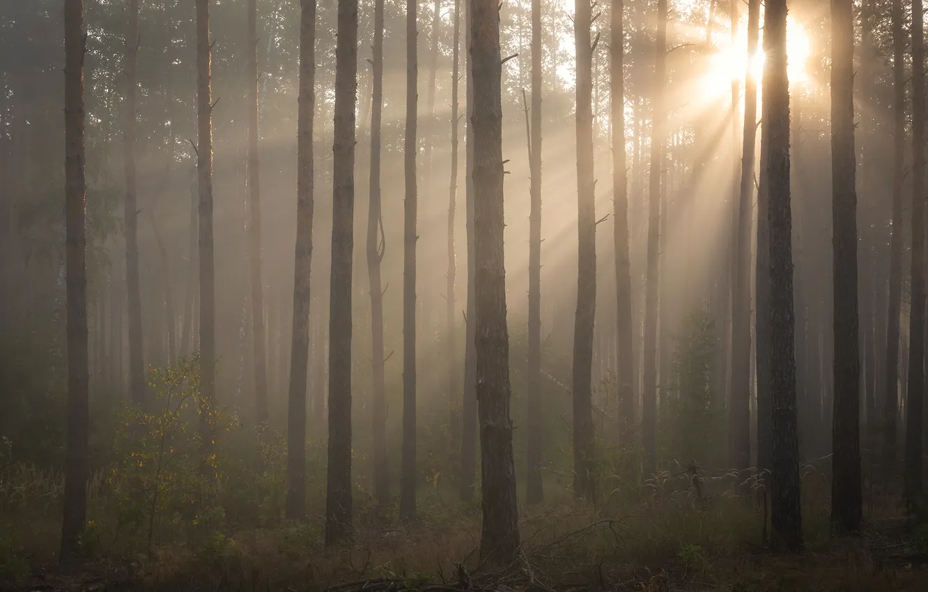 Photo wallpaper forest, the sun, rays, light, fog, morning, haze, trunk