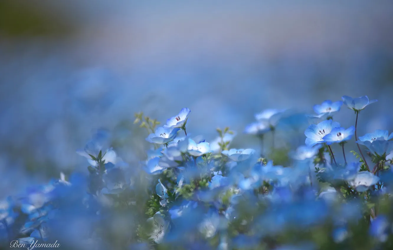 Photo wallpaper blur, blue flowers, nemophila