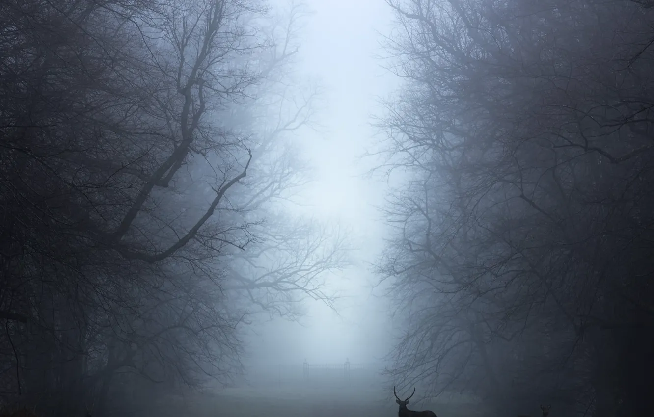 Photo wallpaper forest, trees, branches, fog, deer, morning, deer