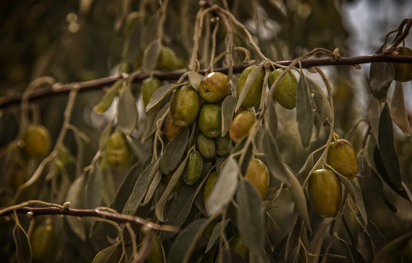 Photo wallpaper Kide fotoart, green, nature, olives