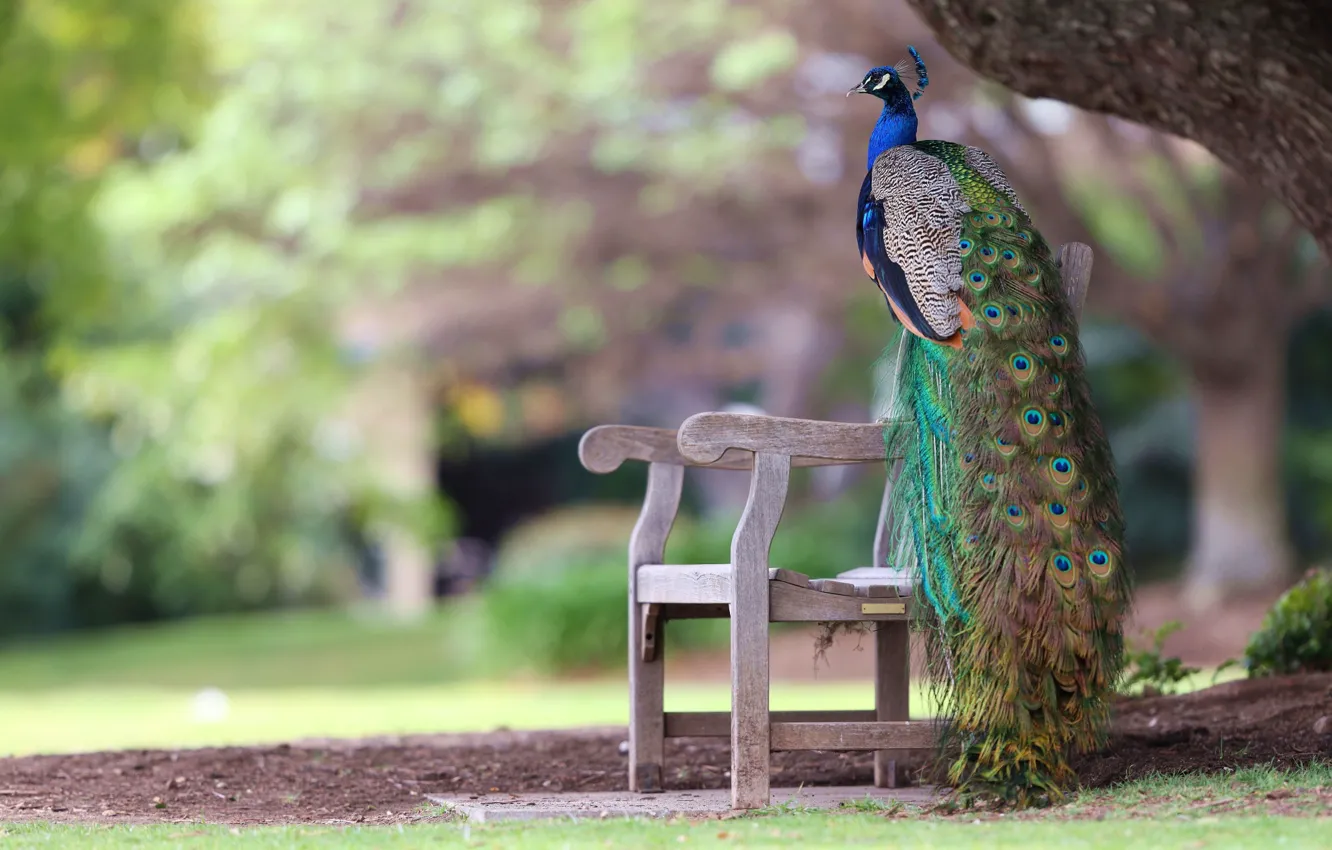 Photo wallpaper bench, Park, bird, feathers, tail, peacock, bokeh