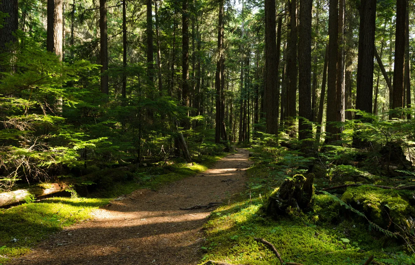 Photo wallpaper forest, trees, nature, path