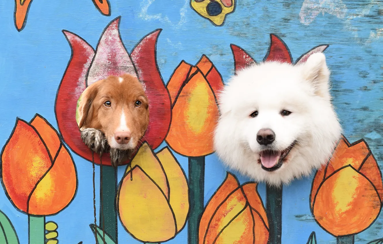 Photo wallpaper pose, look, dog, face, Samoyed