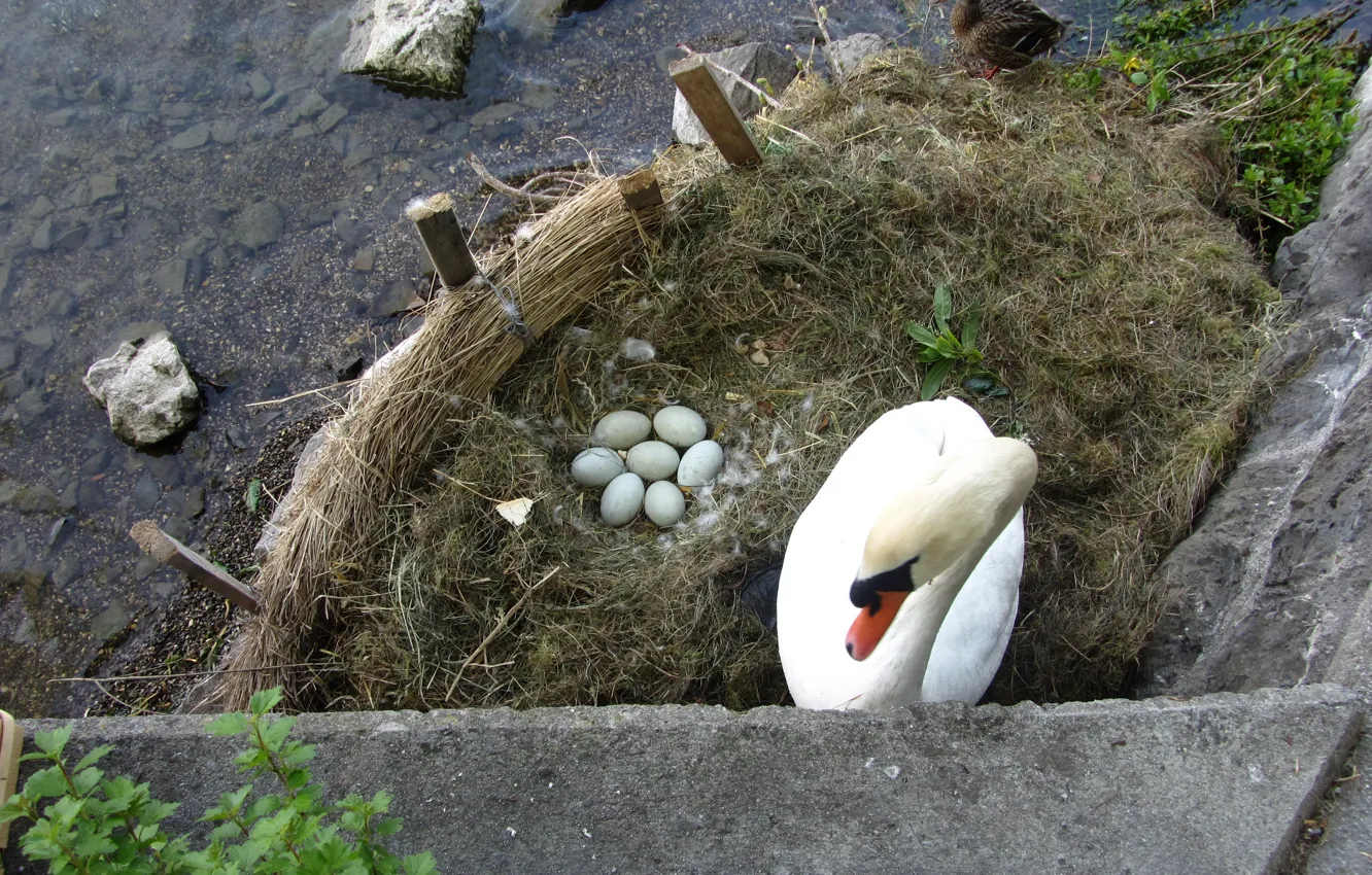 Photo wallpaper swan, eggs, nest, Like