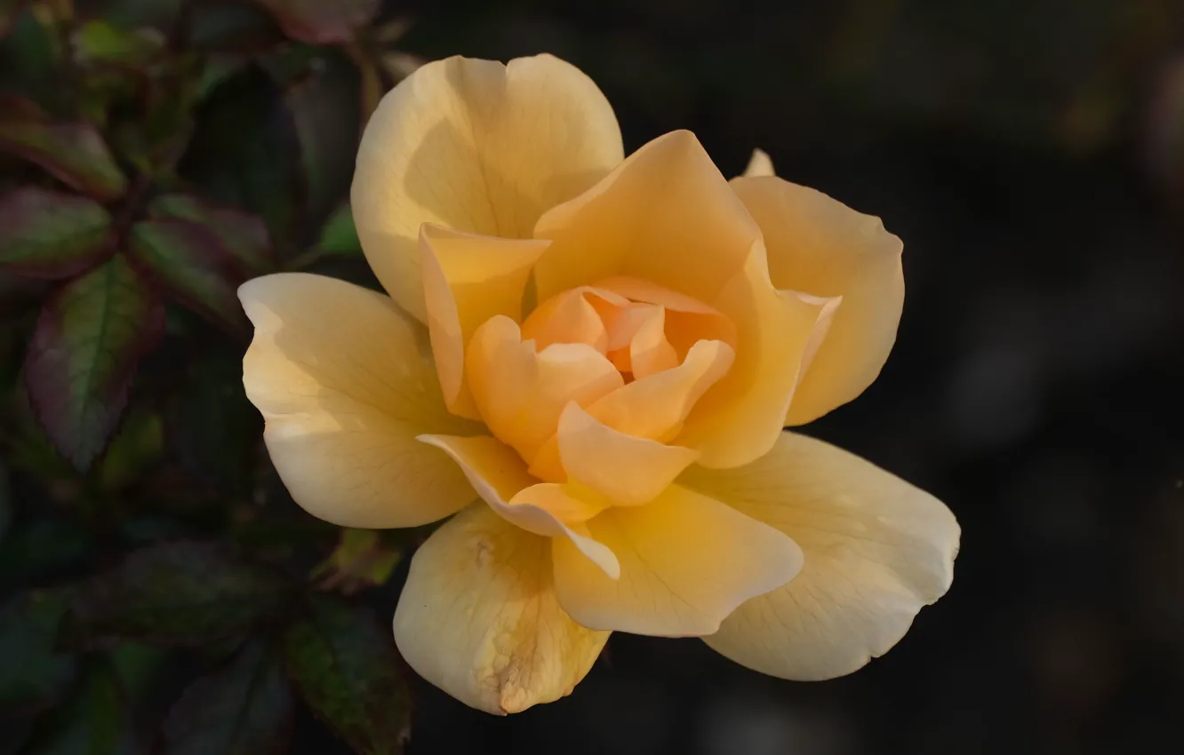 Photo wallpaper flowers, yellow, roses