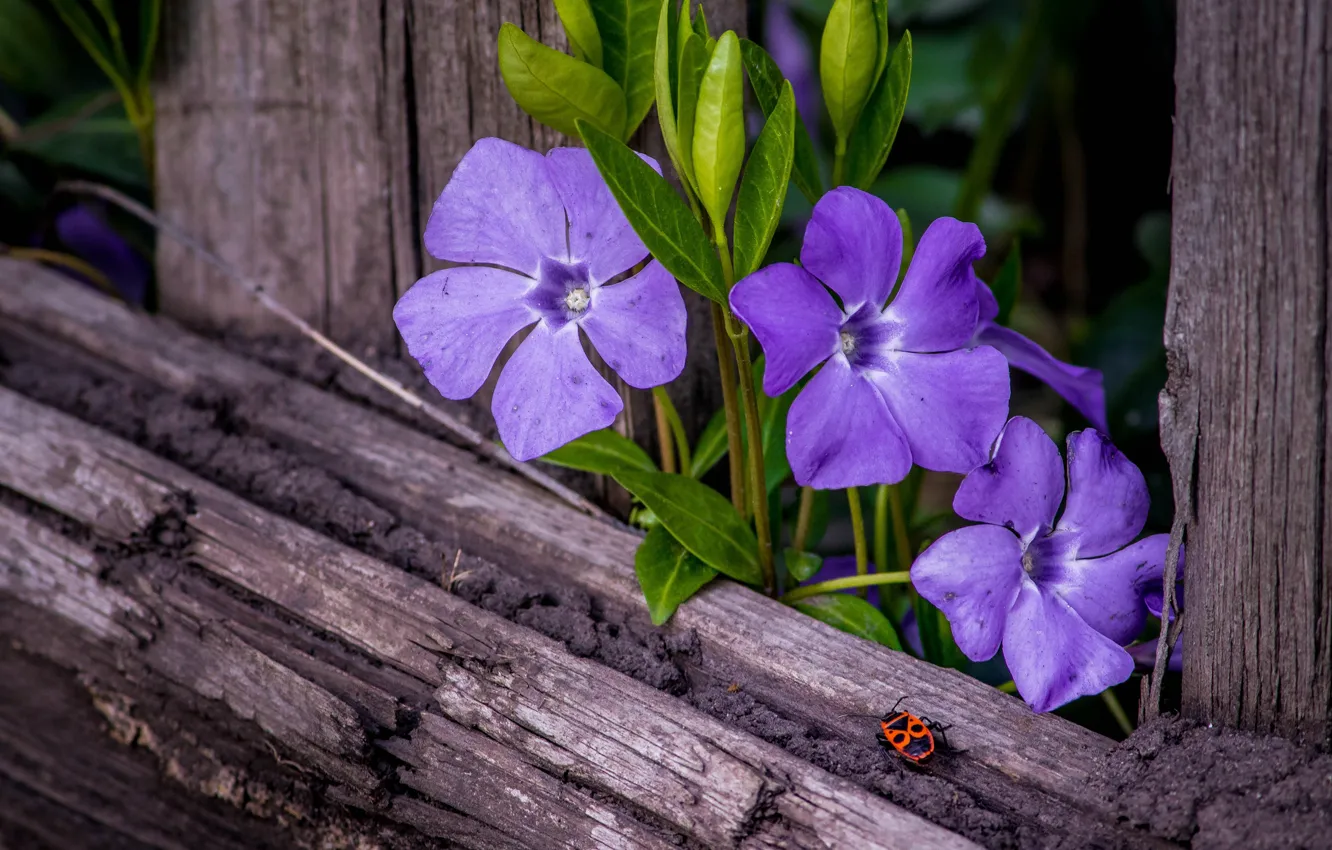 Photo wallpaper leaves, flowers, Board, the fence, beetle, garden, lilac, periwinkle