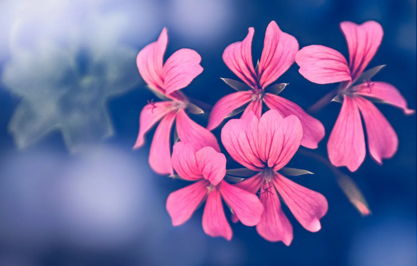 Photo wallpaper flowers, nature, petals, inflorescence