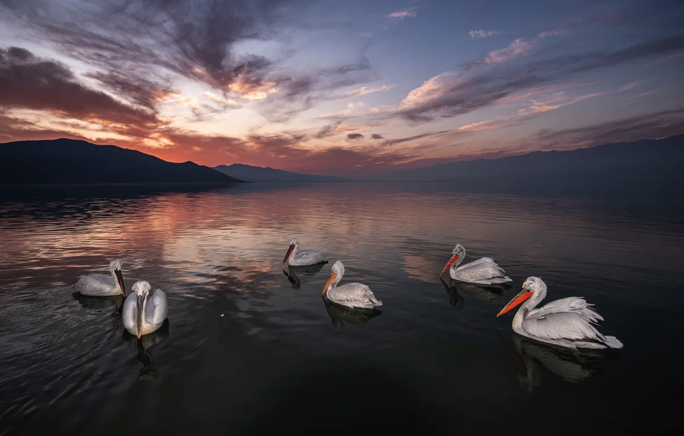 Photo wallpaper bird, pack, pond, Pelican