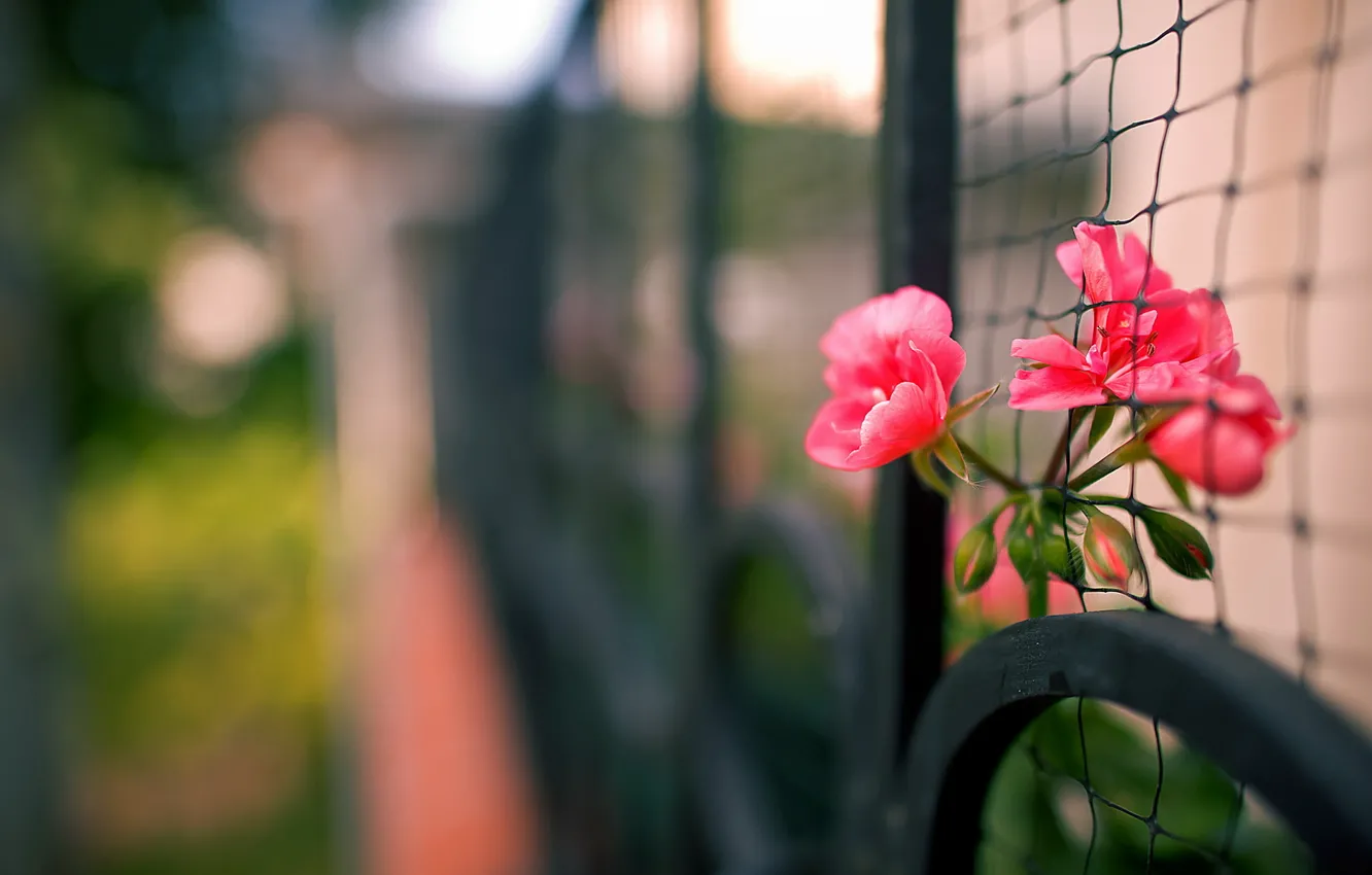 Photo wallpaper macro, flowers, the fence
