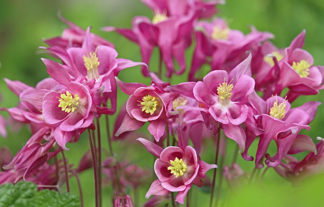 Photo wallpaper flowers, pink, a lot, green background, bokeh, the catchment, Aquilegia