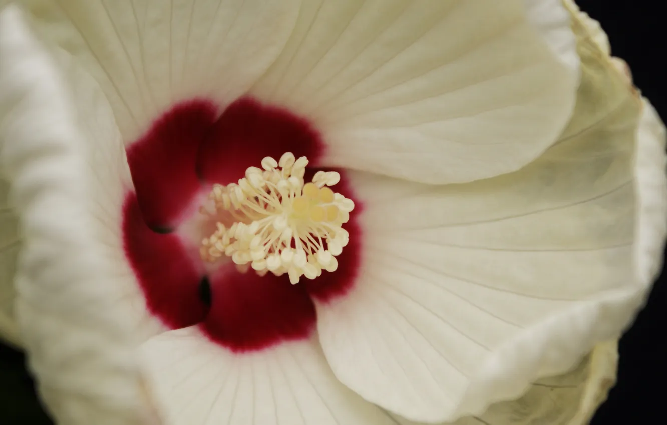 Photo wallpaper white, flower, macro, middle