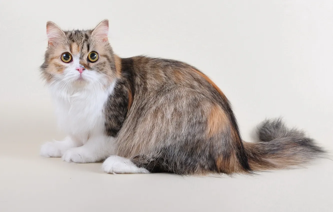 Photo wallpaper cat, look, background