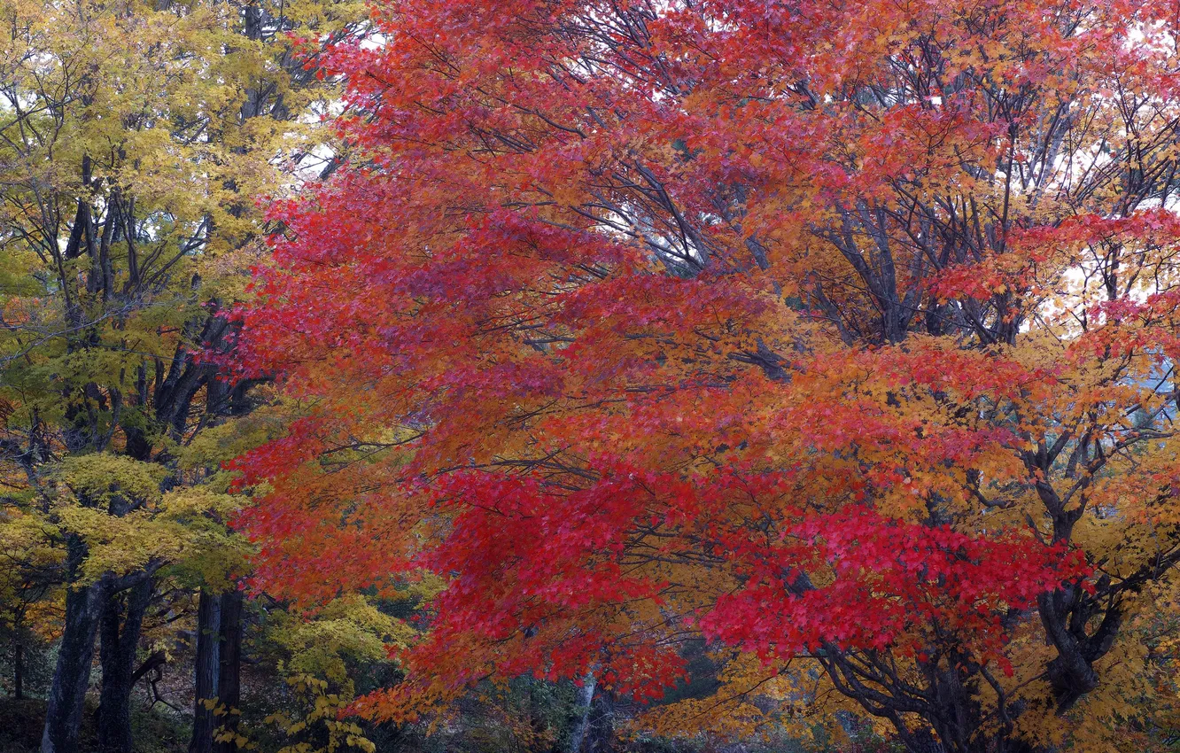 Photo wallpaper autumn, forest, leaves, Park, tree, maple, the crimson