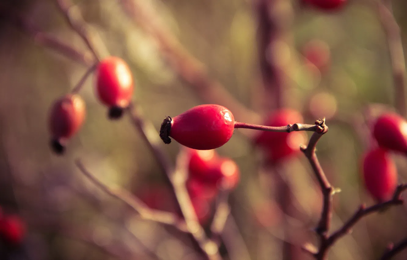 Photo wallpaper autumn, branches, berries, October, briar