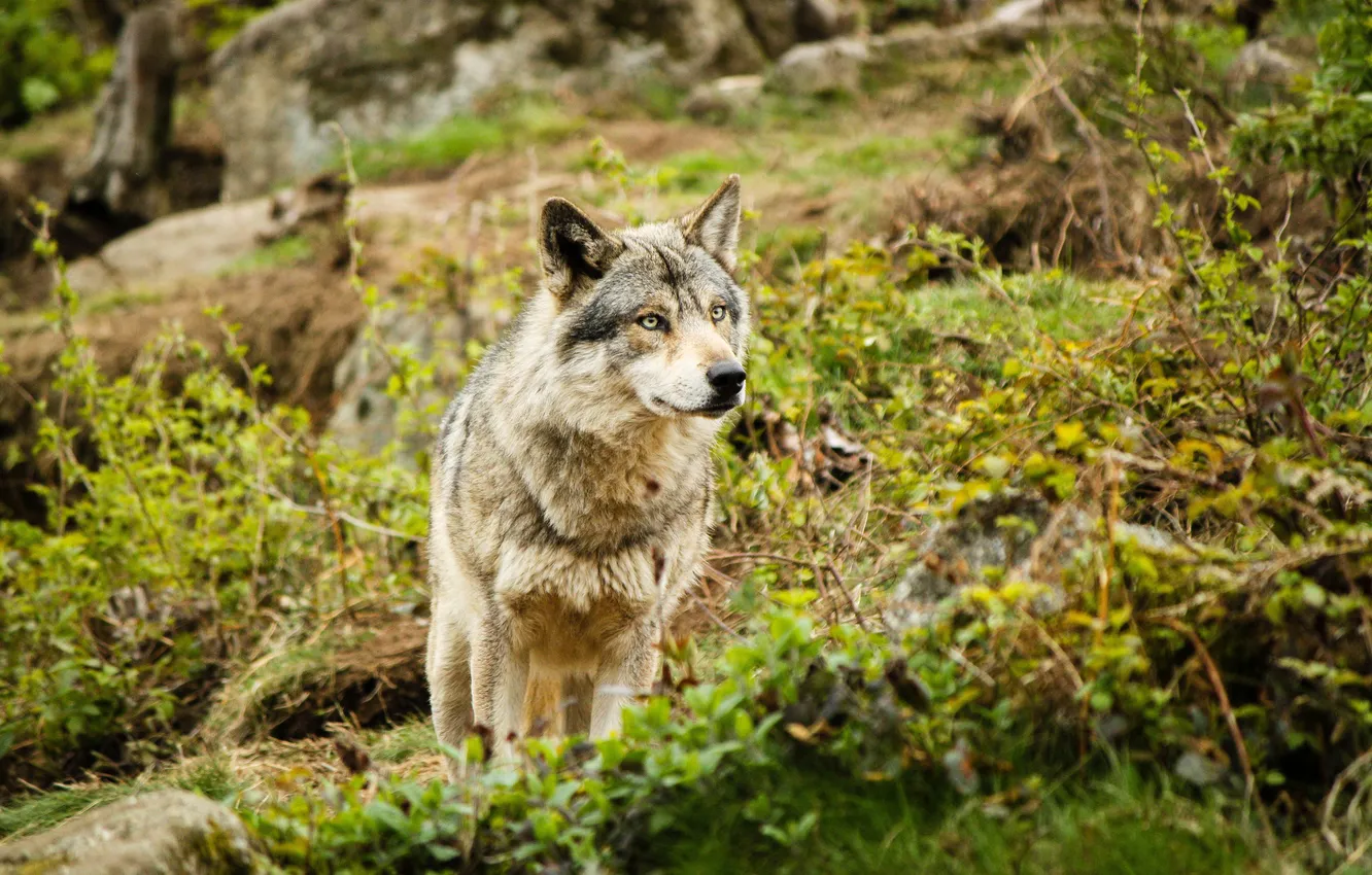 Photo wallpaper look, animal, wolf, predator