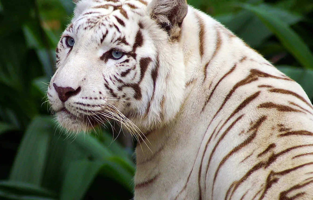 Photo wallpaper eyes, strips, white tiger, beautiful