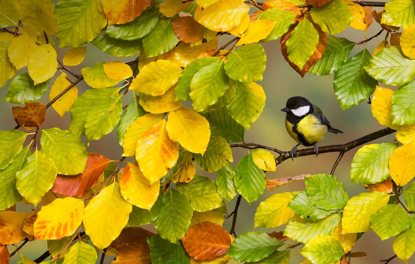 Photo wallpaper autumn, leaves, branch, rtica, great tit