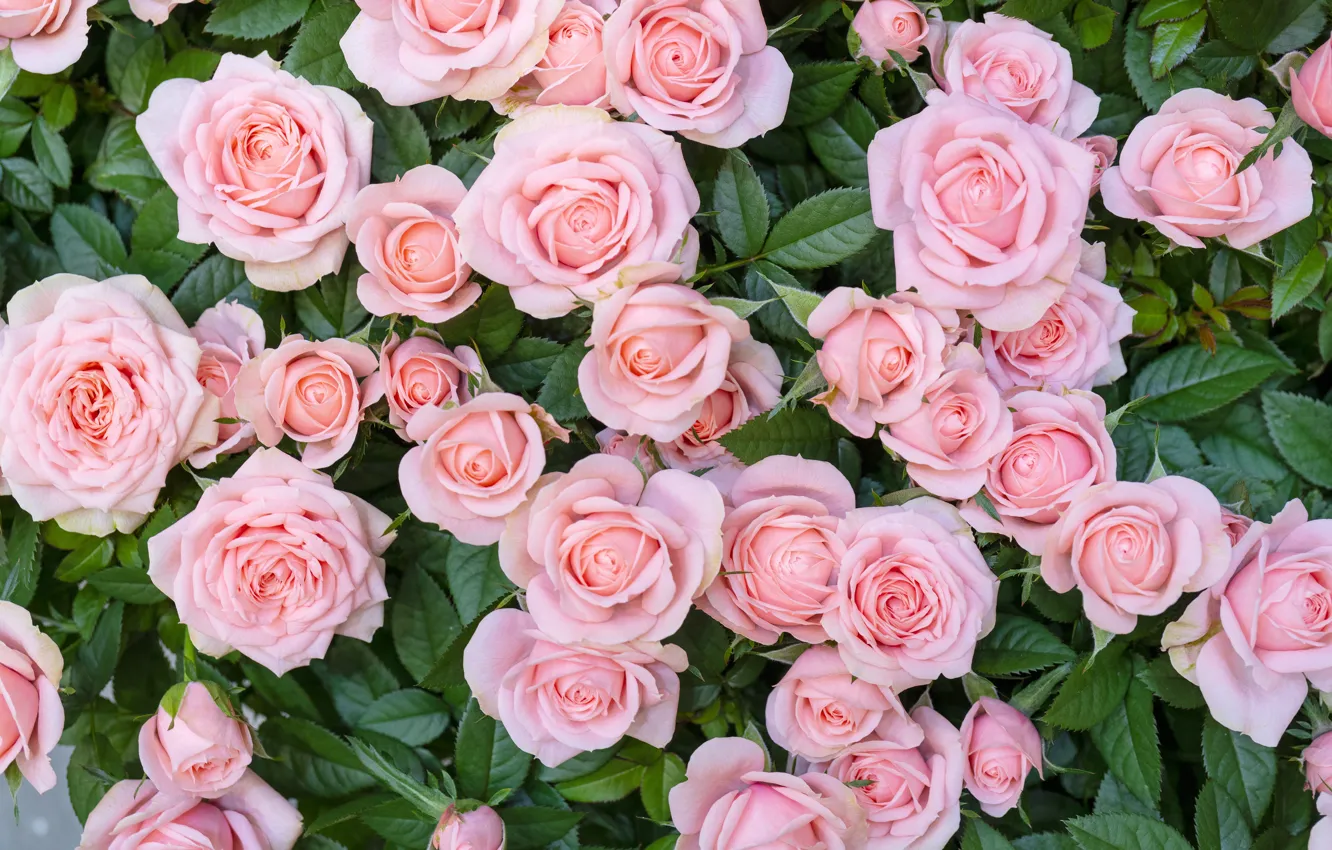 Photo wallpaper roses, bouquet, pink, beautiful, buds