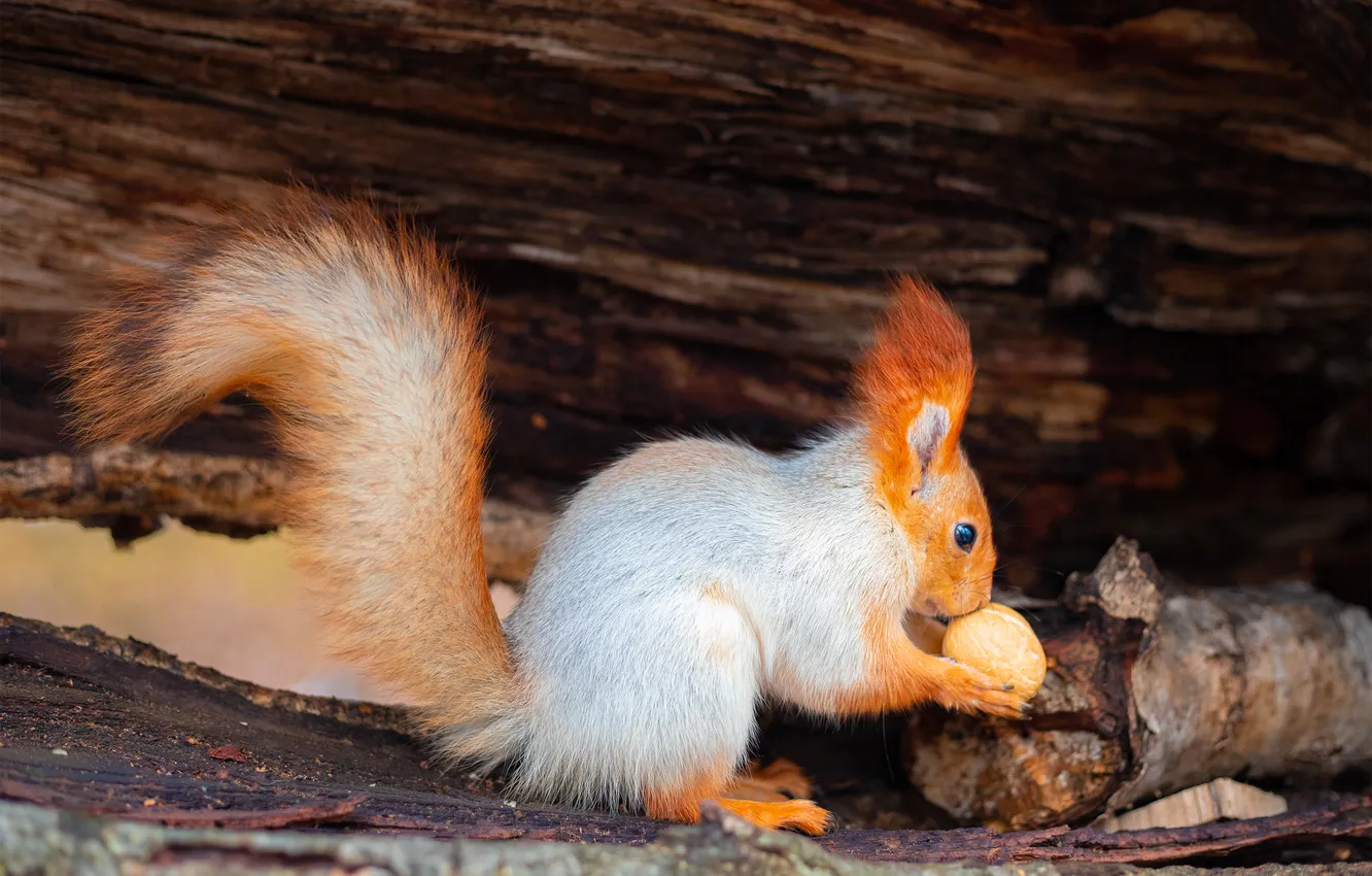 Photo wallpaper protein, rodent, Dmitry Chudinin