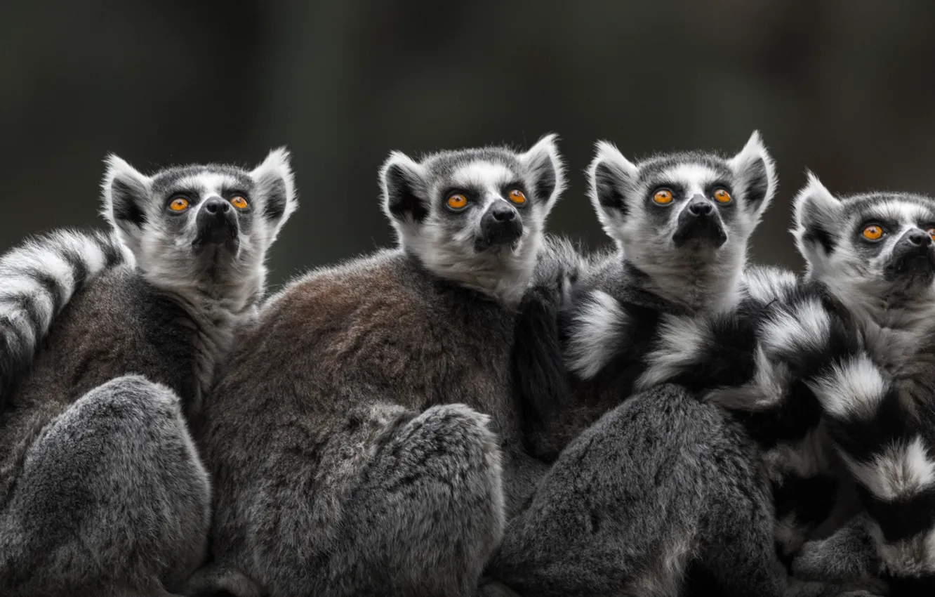 Photo wallpaper lemur, Quartet, a ring-tailed lemur, Katta