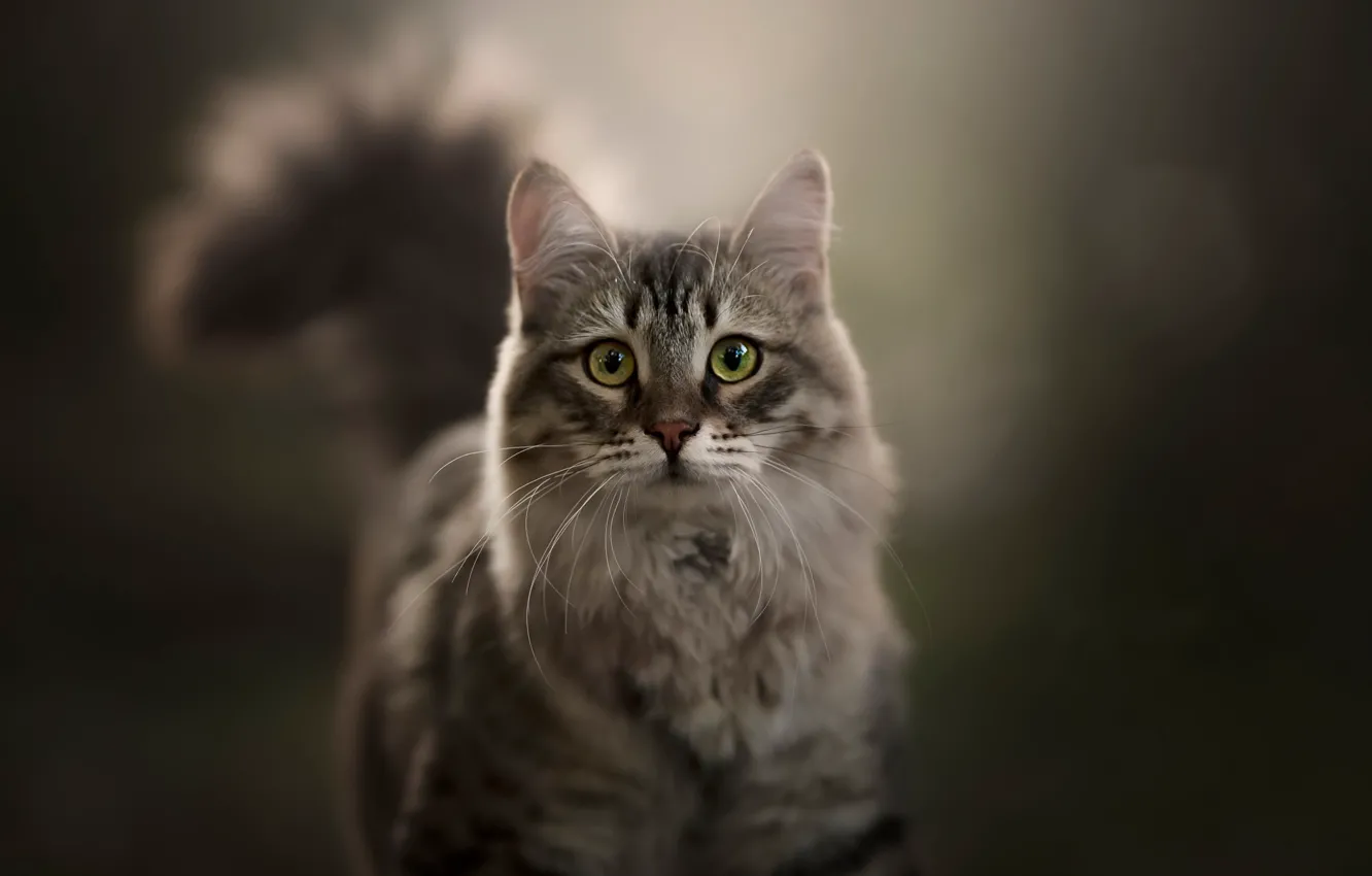 Photo wallpaper cat, look, background