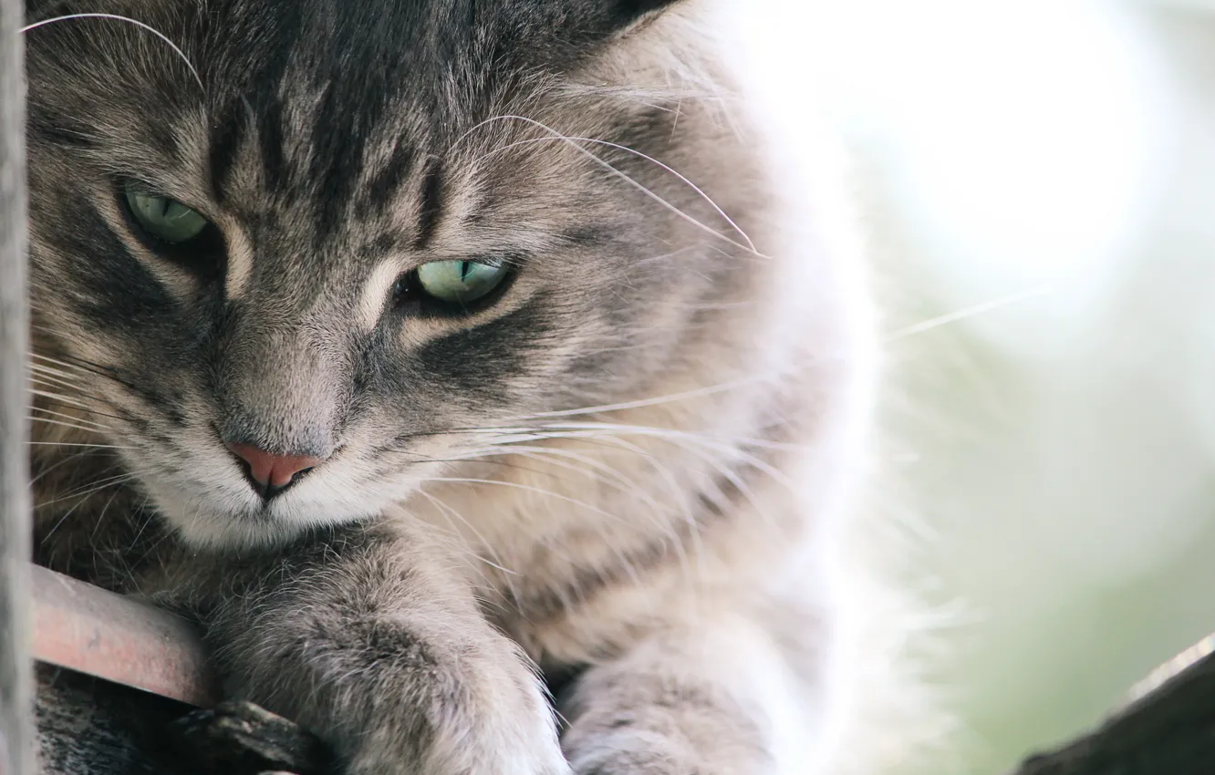 Photo wallpaper cat, cat, grey, animal