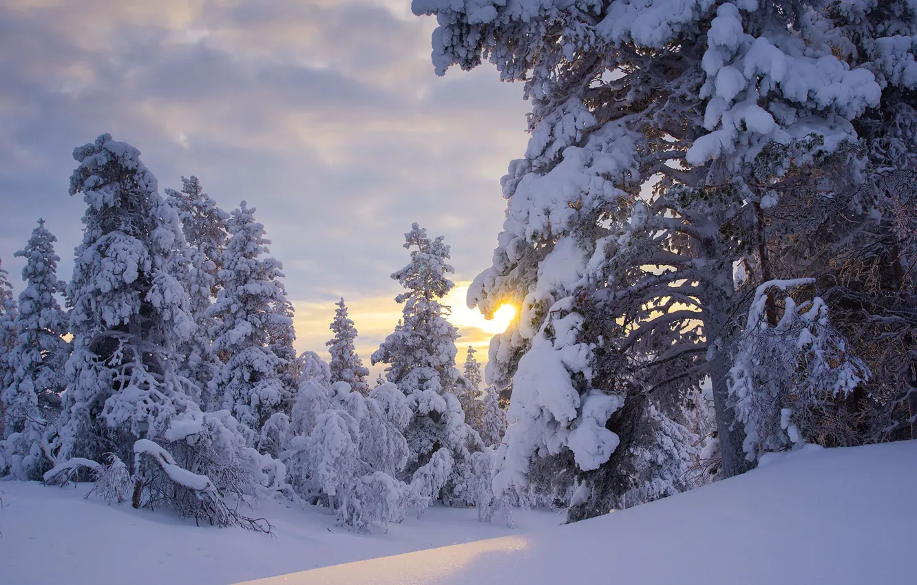 Photo wallpaper winter, forest, the sun, snow, trees, the snow, Finland, Finland