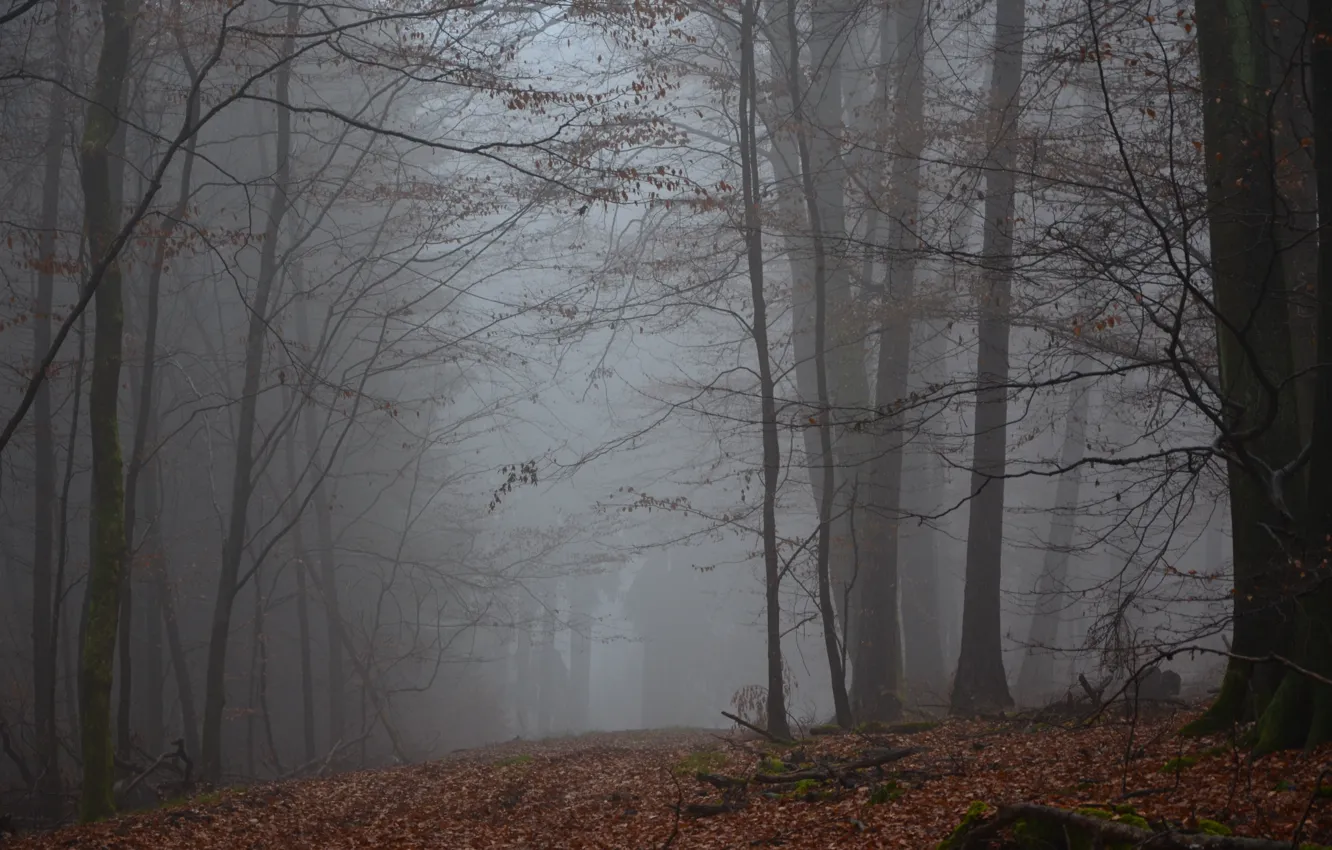 Photo wallpaper winter, forest, trees, nature, fog, Germany, Rhineland-Palatinate